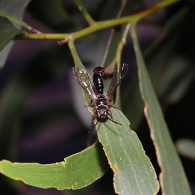 Thynnidae Family at Throsby, ACT - 19 Mar 2025 by TimL