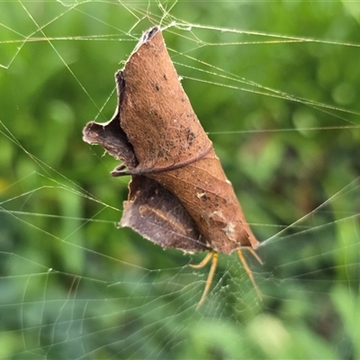 Phonognathidae (family) (Leaf curling orb-weavers) at Parkes, ACT - Today by Mike