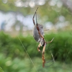 Trichonephila edulis (Golden orb weaver) at Parkes, ACT - Today by Mike