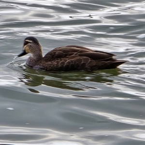 Anas superciliosa (Pacific Black Duck) at Parkes, ACT - Yesterday by Mike