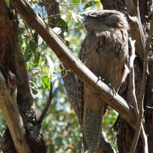 Podargus strigoides (Tawny Frogmouth) at Kambah, ACT - 22 Mar 2025 by LineMarie