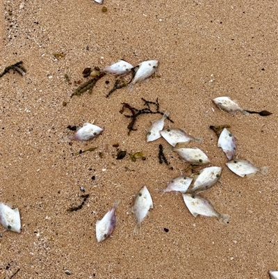 Unidentified Marine Fish Uncategorised at South Durras, NSW - 21 Mar 2025 by JW