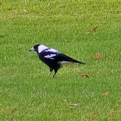 Gymnorhina tibicen (Australian Magpie) at Parkes, ACT - 23 Mar 2025 by Mike