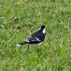 Grallina cyanoleuca (Magpie-lark) at Yarralumla, ACT - 23 Mar 2025 by Mike