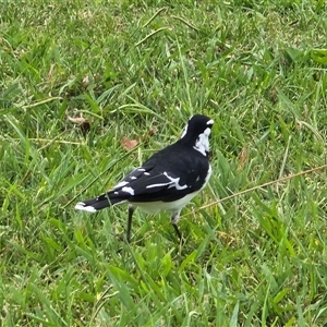 Grallina cyanoleuca (Magpie-lark) at Yarralumla, ACT - Yesterday by Mike