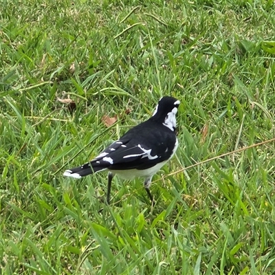 Grallina cyanoleuca (Magpie-lark) at Yarralumla, ACT - 23 Mar 2025 by Mike