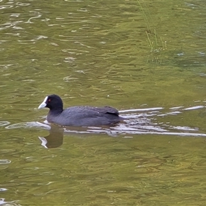 Fulica atra (Eurasian Coot) at Yarralumla, ACT - Yesterday by Mike