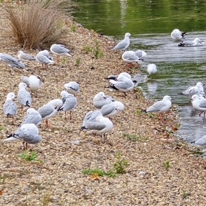 Chroicocephalus novaehollandiae (Silver Gull) at Yarralumla, ACT - Today by Mike