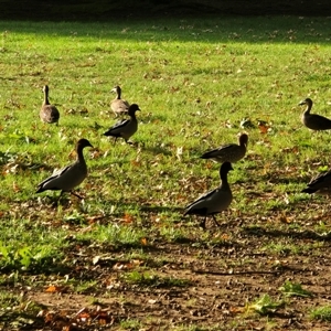 Chenonetta jubata (Australian Wood Duck) at Yarralumla, ACT - Yesterday by Mike