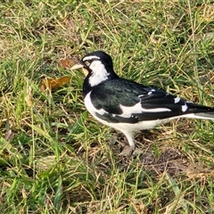 Grallina cyanoleuca (Magpie-lark) at Yarralumla, ACT - 23 Mar 2025 by Mike