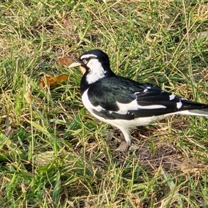 Grallina cyanoleuca (Magpie-lark) at Yarralumla, ACT - Today by Mike