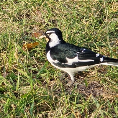 Grallina cyanoleuca (Magpie-lark) at Yarralumla, ACT - 23 Mar 2025 by Mike