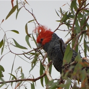 Callocephalon fimbriatum at Kambah, ACT - Yesterday by LineMarie