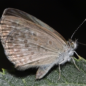 Unidentified Blue or Copper (Lycaenidae) at Parkes, ACT - 22 Mar 2025 by TimL