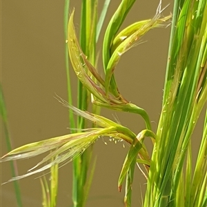 Andropogon virginicus at Copmanhurst, NSW - suppressed