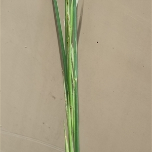 Andropogon virginicus at Copmanhurst, NSW - suppressed