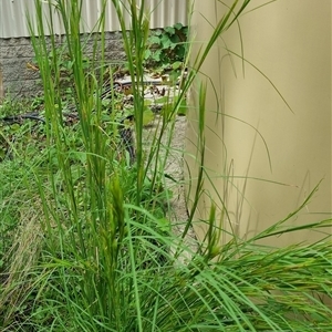 Andropogon virginicus at Copmanhurst, NSW - suppressed