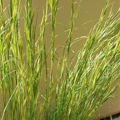 Andropogon virginicus at Copmanhurst, NSW - suppressed