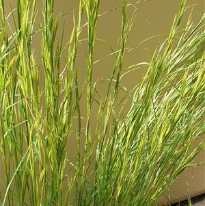 Andropogon virginicus at Copmanhurst, NSW - suppressed