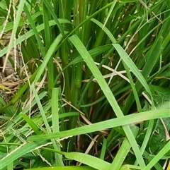 Andropogon virginicus at Copmanhurst, NSW - suppressed