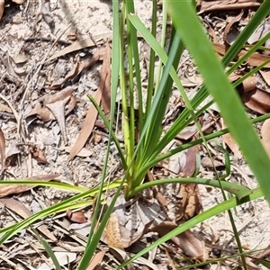 Lomandra longifolia at Copmanhurst, NSW - suppressed