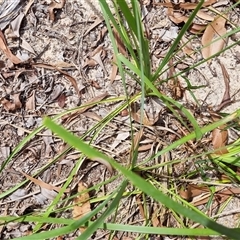 Lomandra longifolia at Copmanhurst, NSW - suppressed