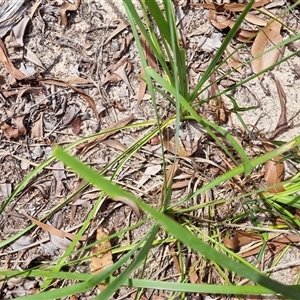 Lomandra longifolia at Copmanhurst, NSW - suppressed
