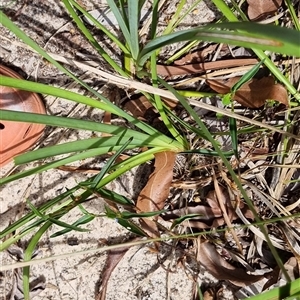 Lomandra longifolia at Copmanhurst, NSW - suppressed