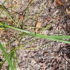 Lomandra longifolia at Copmanhurst, NSW - suppressed