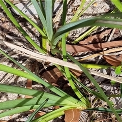 Lomandra longifolia at Copmanhurst, NSW - suppressed