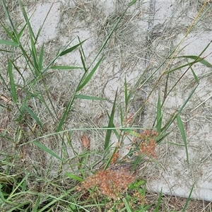 Melinis repens at Copmanhurst, NSW - suppressed
