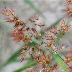 Melinis repens at Copmanhurst, NSW - suppressed