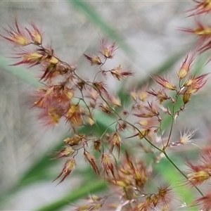 Melinis repens at Copmanhurst, NSW - suppressed