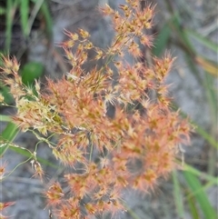 Melinis repens at Copmanhurst, NSW - suppressed
