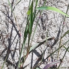 Melinis repens at Copmanhurst, NSW - suppressed
