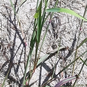 Melinis repens at Copmanhurst, NSW - suppressed