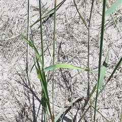 Melinis repens at Copmanhurst, NSW - suppressed