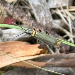 Chauliognathus lugubris (Plague Soldier Beetle) at Bungendore, NSW - Yesterday by yellowboxwoodland