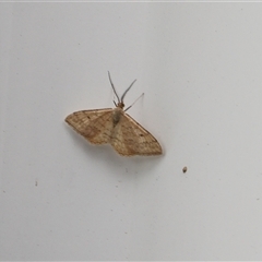 Scopula rubraria at Lyons, ACT - Today by ran452