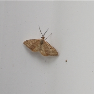 Scopula rubraria at Lyons, ACT - 23 Mar 2025 10:06 AM