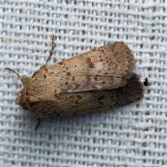 Proteuxoa hypochalchis (Black-bar Noctuid) at Harrison, ACT - 21 Mar 2025 by DPRees125