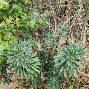 Euphorbia characias (Mediterranean Spurge) at Kingston, ACT - Yesterday by Tawny4