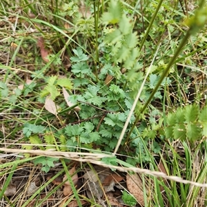 Sanguisorba minor (Salad Burnet, Sheep's Burnet) at Fyshwick, ACT - Yesterday by Tawny4