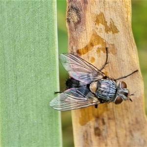 Tachinidae (family) at Isaacs, ACT - Yesterday by Mike