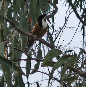 Acanthorhynchus tenuirostris at Kingston, ACT - Today by Tawny4