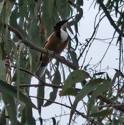 Acanthorhynchus tenuirostris (Eastern Spinebill) at Kingston, ACT - 23 Mar 2025 by Tawny4