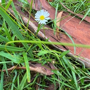 Brachyscome mittagongensis at Bundanoon, NSW - suppressed