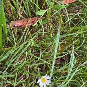 Brachyscome mittagongensis at Bundanoon, NSW - suppressed