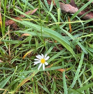 Brachyscome mittagongensis at Bundanoon, NSW - suppressed