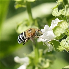 Amegilla sp. (genus) (Blue Banded Bee) at Turner, ACT - 20 Feb 2025 by ConBoekel